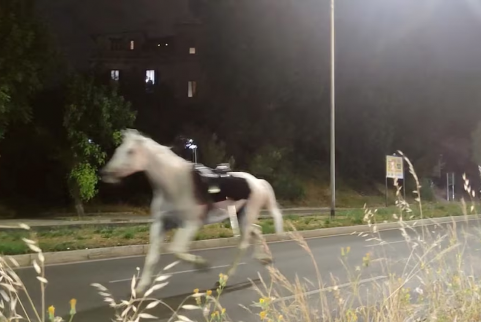 Ρώμη: Πανικός σε στρατιωτική πρόβα - Άλογα ξέφυγαν μετά από κρότους πυροτεχνημάτων