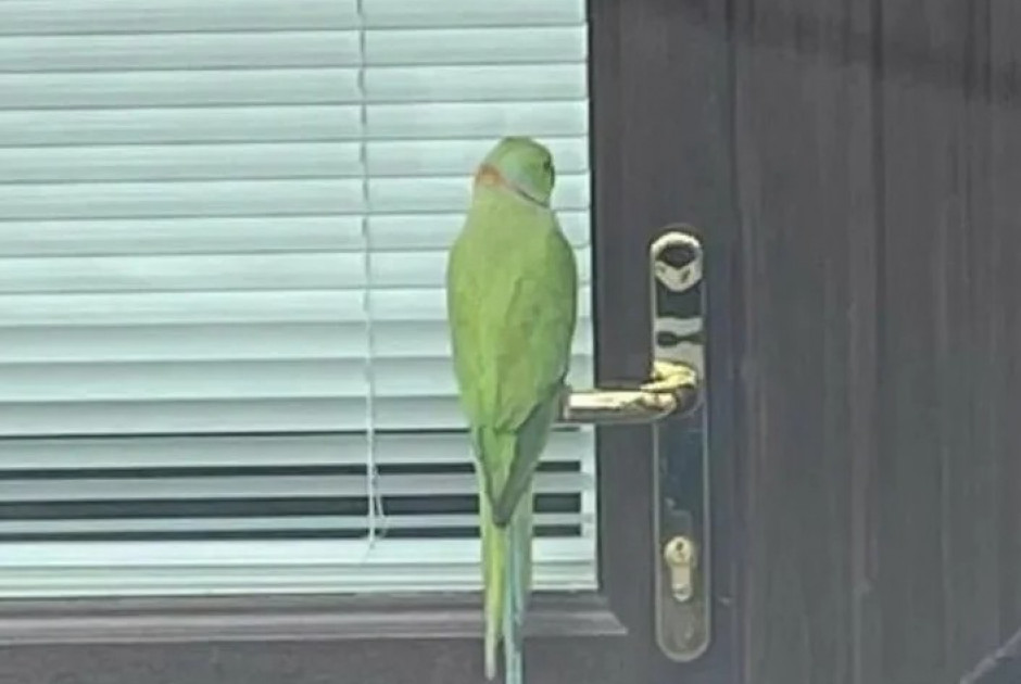 φε