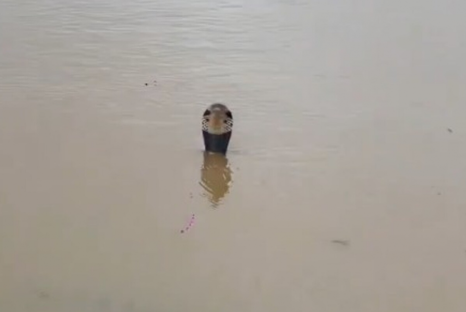 φ