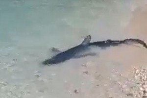 γαλαζιος καρχαριας