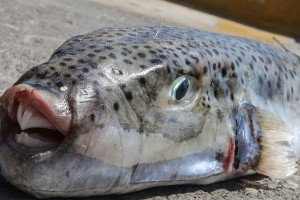 λαγοκέφαλος