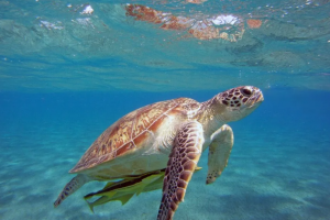 χελώνα καρέτα