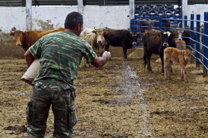 κτηνοτρόφοι