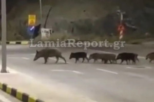 αγριογούρουνα