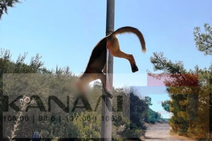 αλεπού