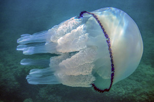 γαλαζια μεδουσα