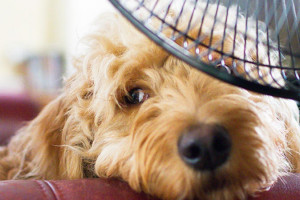 σκυλος-θερμοπληξια