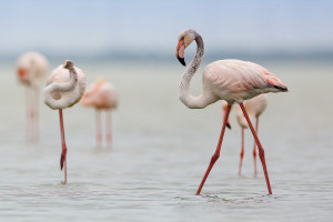 φλαμινγκο