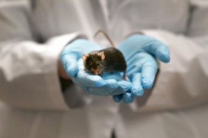 επιστήμονες ποντικός