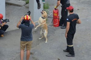 σκύλοι διασώστες