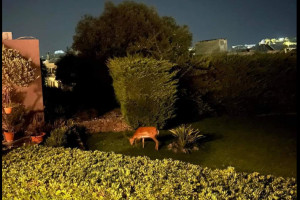 ελάφι Ρόδος