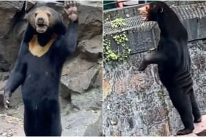 αρκούδα ζωολογικός κήπος Κίνας