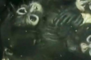 θ