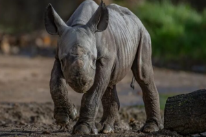 rhino