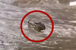 floods
