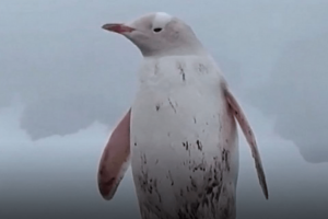 penguin
