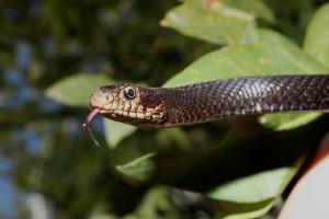 Μαύρο φίδι (Dolichophis jugularis)