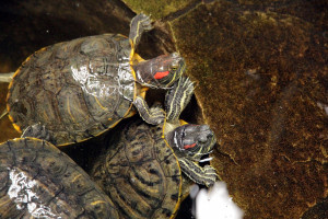 thumbnail_turtles-3327082_1920 Trachemys scripta