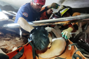 επιζων μιανμαρ