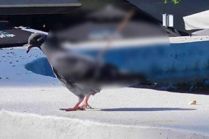 σερρες περιστερι