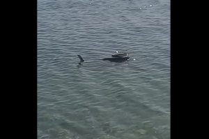 υτρ
