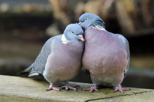 Common wood pigeon couple in love