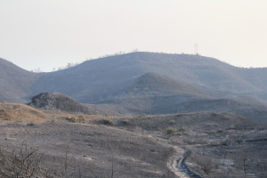 α