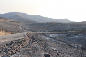 α