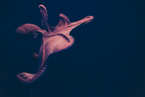 θυτ
