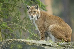 Eurasian lynx