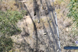 αμπελοπουλια