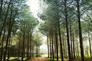 εθνικο δασικο παρκο παιδαγωγικης ακαδημιας