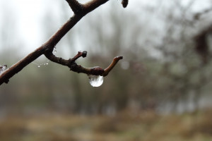 aa