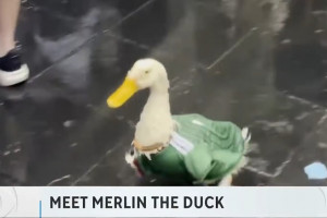 δς