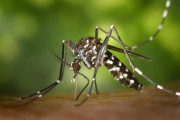 Aedes albopictus, κουνουπι τίγρης