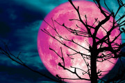 ροζ φεγγάρι