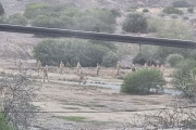 nekri zwni