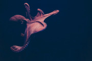 θυτ