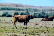 α