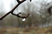 aa