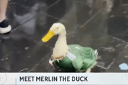 δς