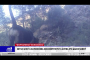 γωργωβ